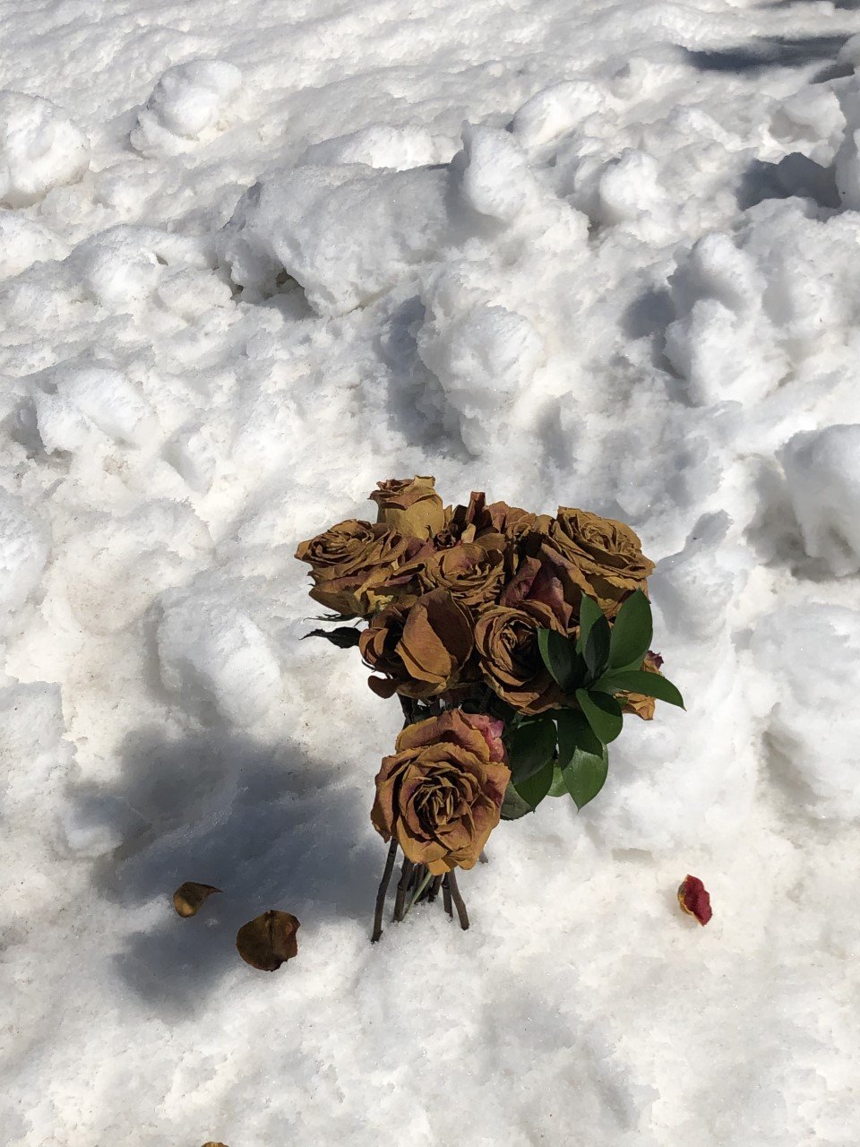 dried roses in snow