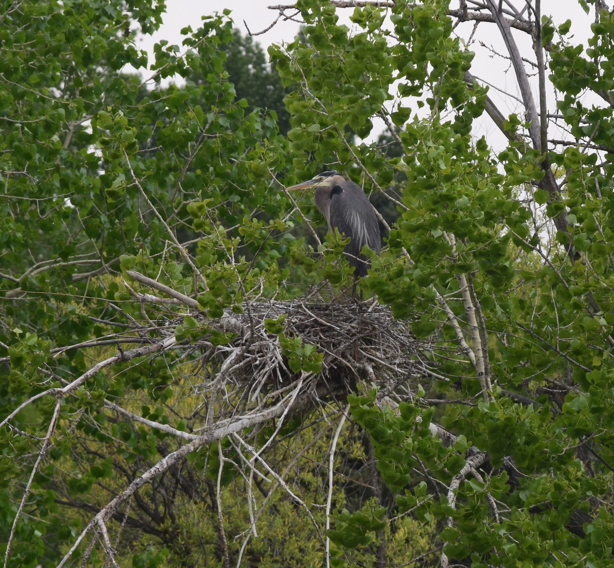 Nesting heron
