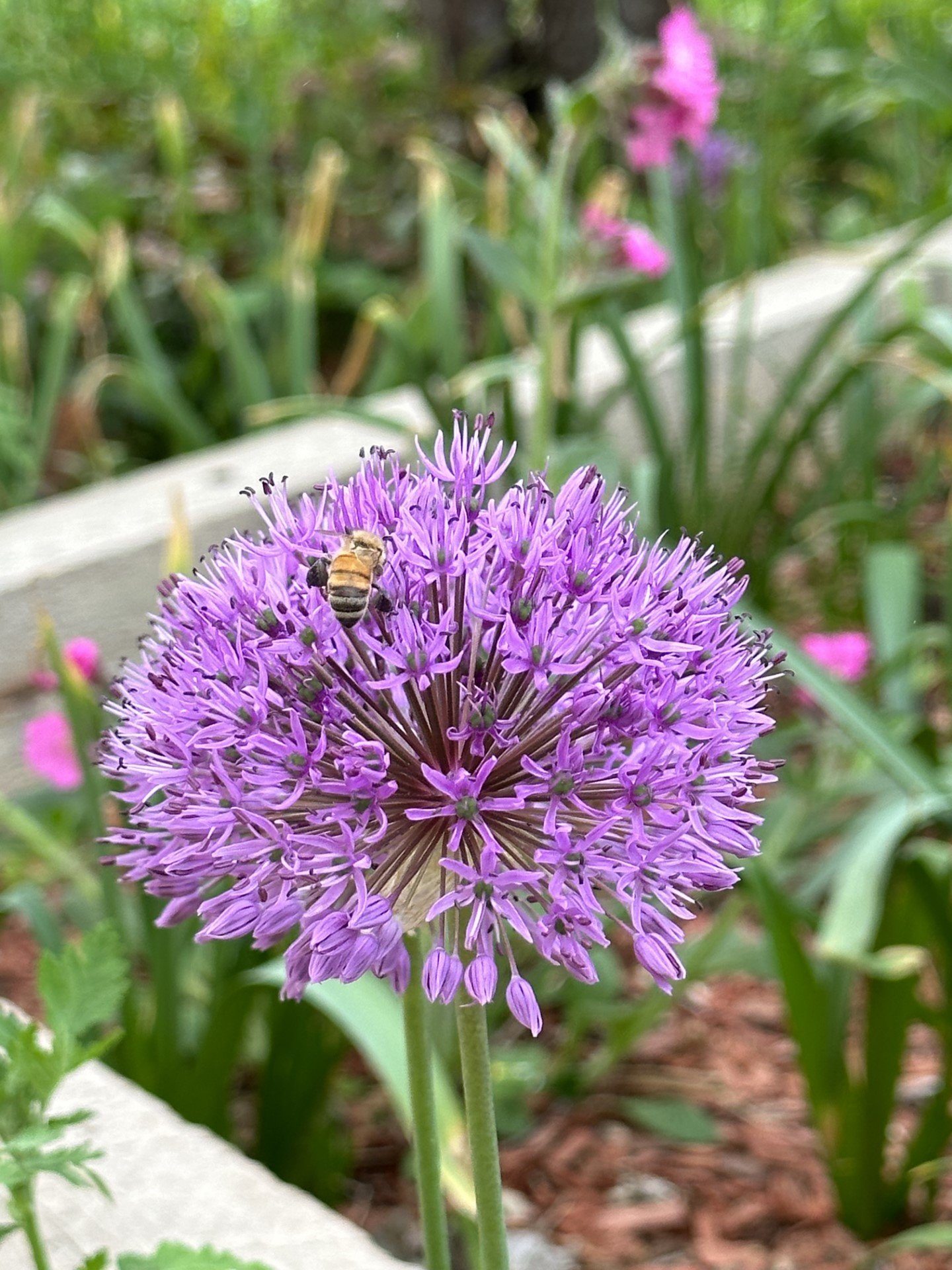 Allium and bee
