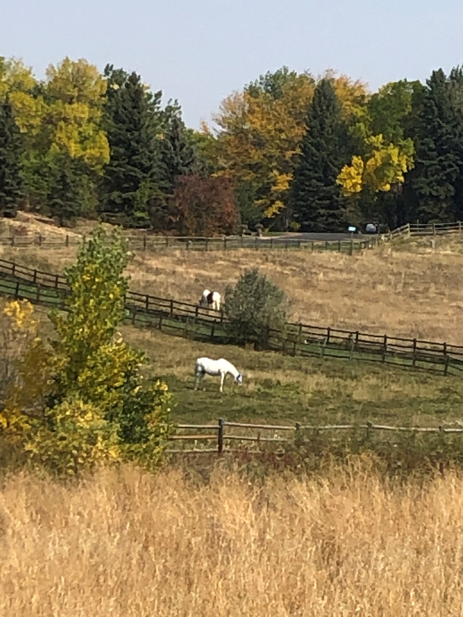 two fall horses