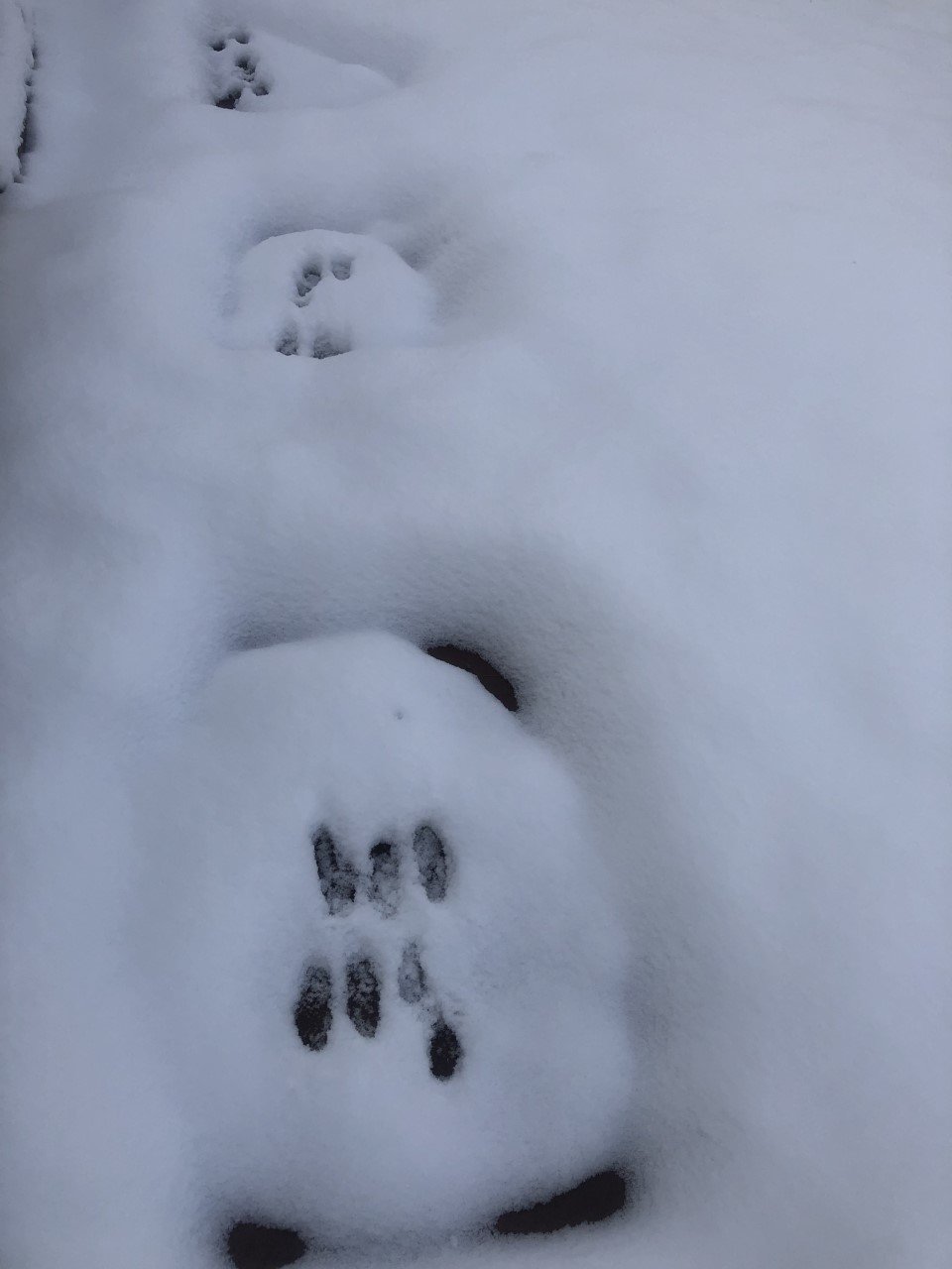 Bunny snow tracks