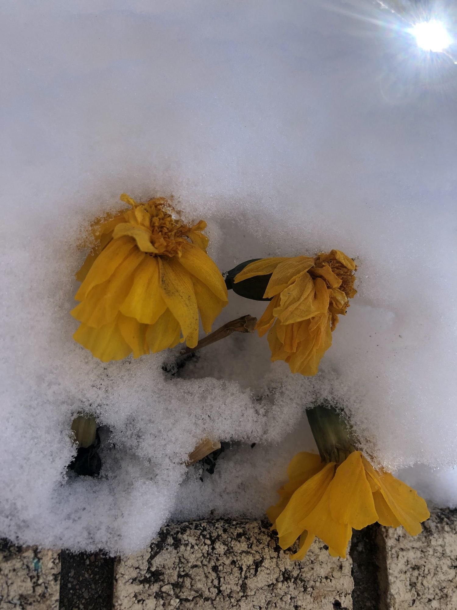 marigolds and snow