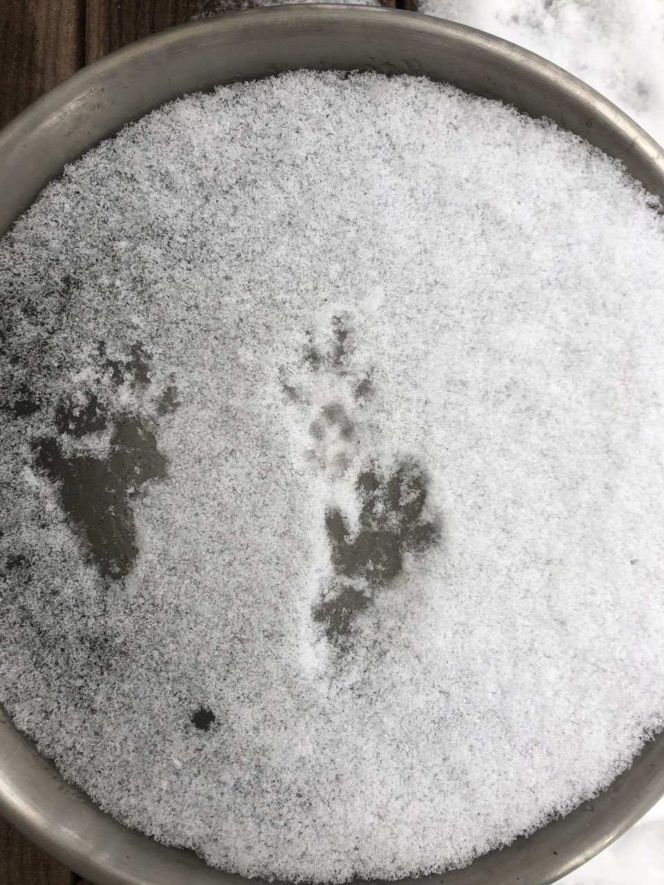 squirrel and raccoon prints