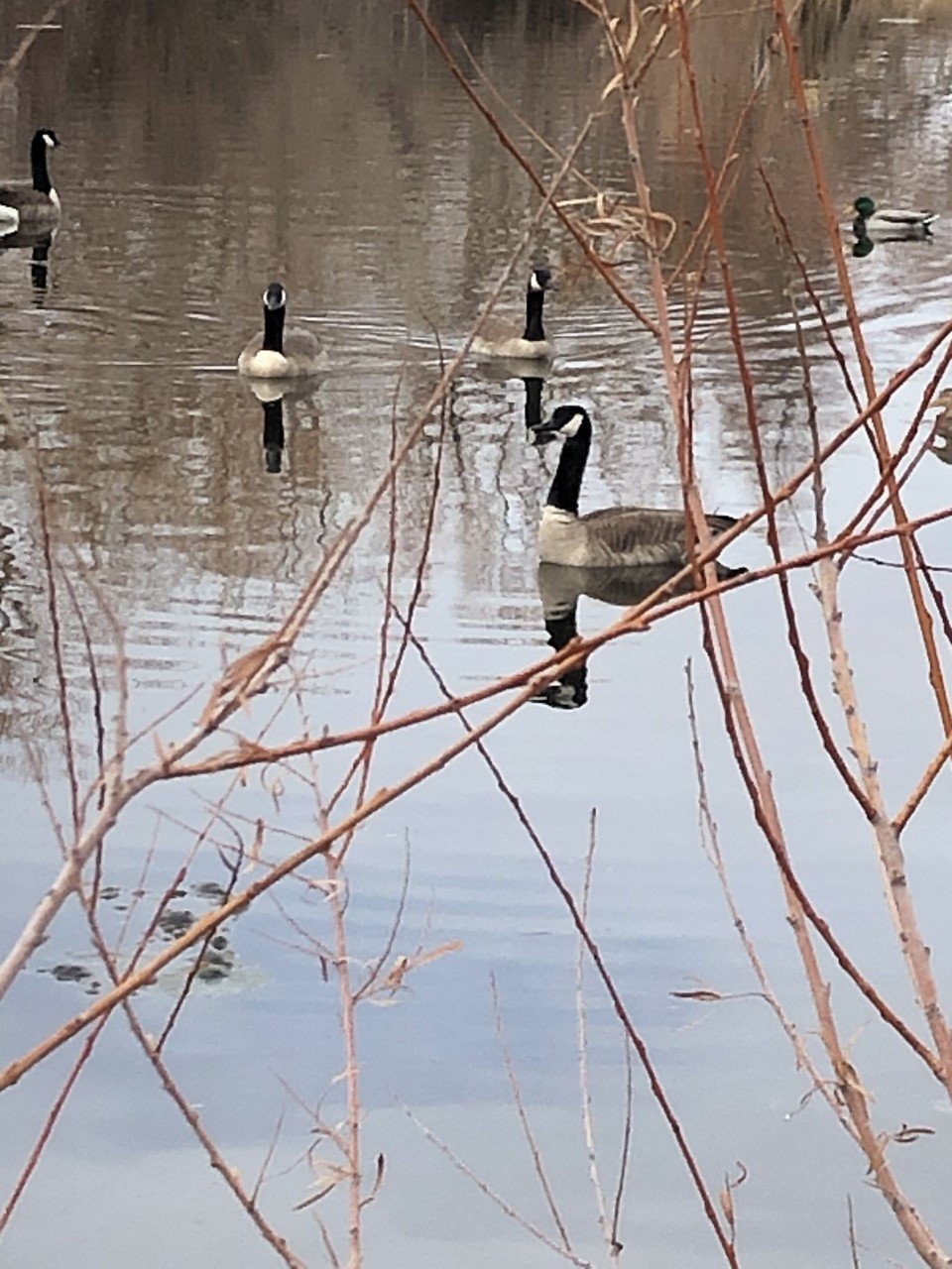 March geese