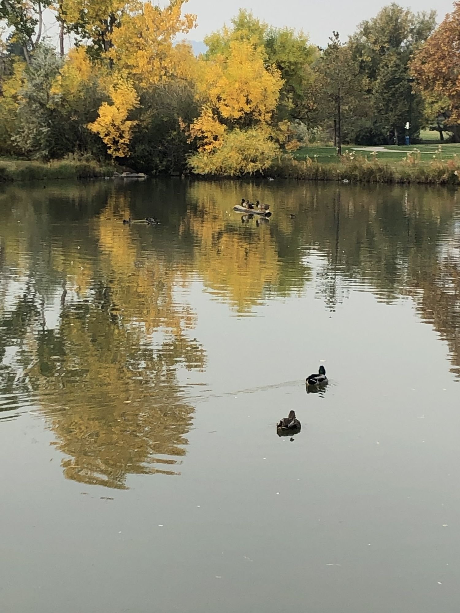 fall ducks on pond