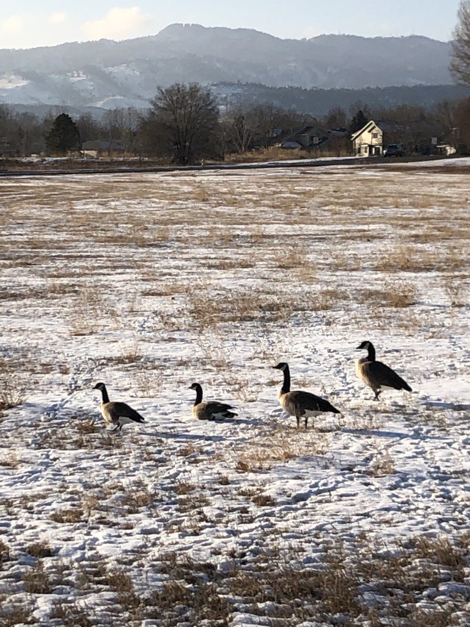 Snowy geese