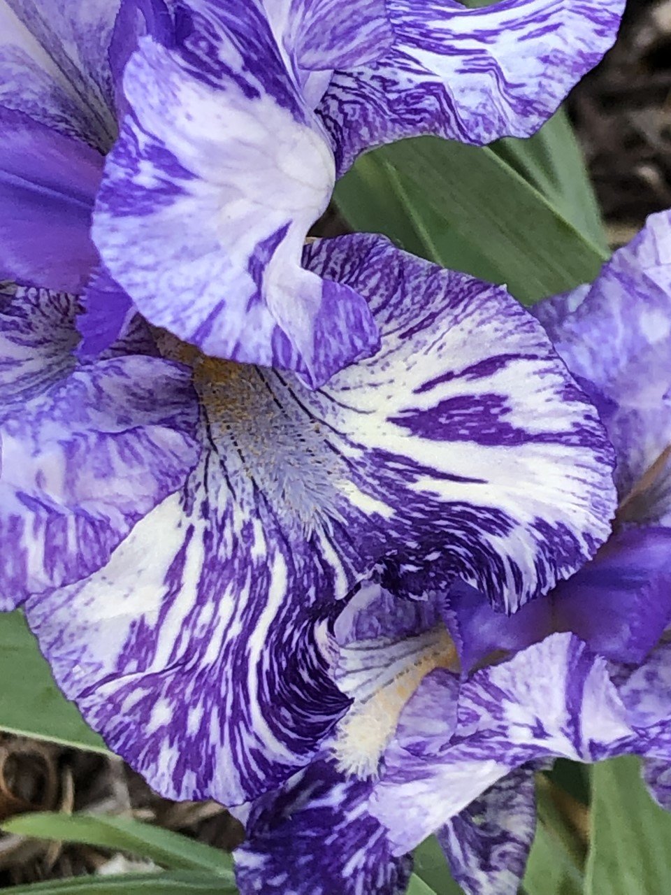 Swirly iris